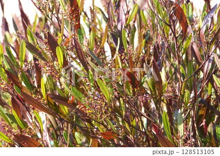 ハウチワノキの花後・2025年4月 128513105