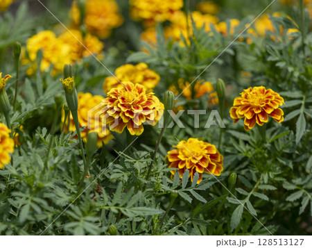 花壇に咲くマリーゴールド 128513127