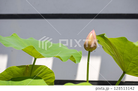 咲きそうなハスのつぼみ 128513142