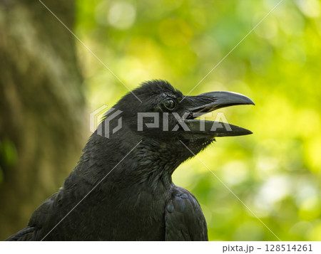 横顔のカラス｜森に響く声 128514261