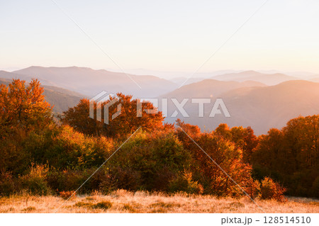 Autumn beech forest shines in sunset rays with misty mountain ridges Autumn beech forest shines in sunset rays with misty mountain ridges 128514510