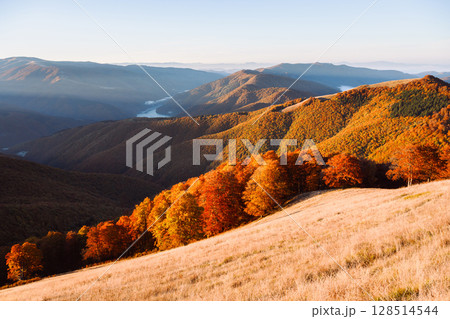 Golden sun sets behind red-leaved beech forest on calm autumn hills Golden sun sets behind red-leaved beech forest on calm autumn hills 128514544