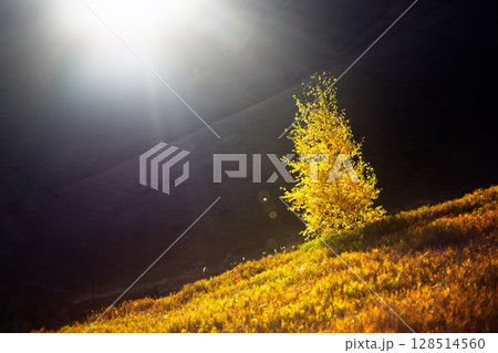 Lonely yellow birch tree glowing by bright setting sun 128514560
