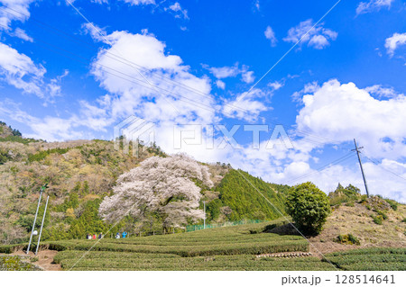 静岡県島田市川根町　茶畑の中の樹齢300年の一本桜　牛代のみずめ桜 128514641