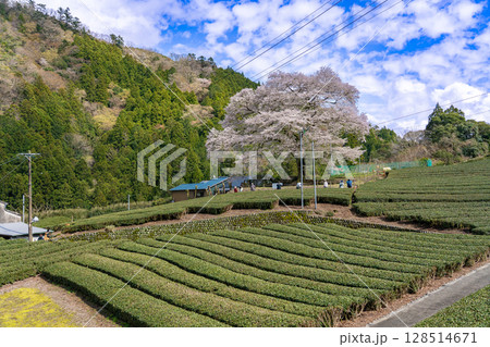 静岡県島田市川根町　茶畑の中の樹齢300年の一本桜　牛代のみずめ桜 128514671