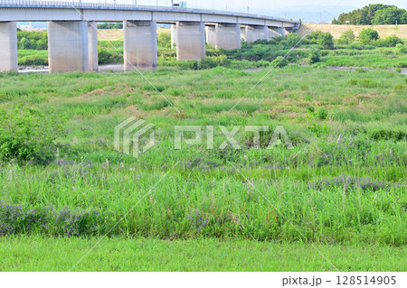 利根川 国道122号線 昭和橋 道の駅羽生付近 初夏の風景 利根川 国道122号線 昭和橋 道の駅羽生付近 初夏の風景 128514905