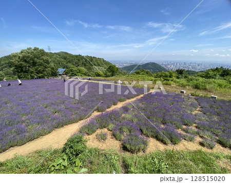 札幌市幌見峠のラベンダー園7月満開 128515020