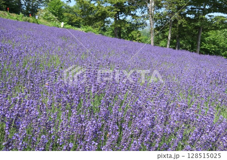 札幌市幌見峠のラベンダー園7月満開 札幌市幌見峠のラベンダー園7月満開 128515025