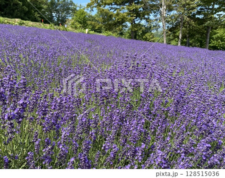 札幌市幌見峠のラベンダー園7月満開 札幌市幌見峠のラベンダー園7月満開 128515036