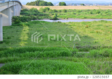 利根川 国道122号線 昭和橋 道の駅羽生付近 初夏の風景 利根川 国道122号線 昭和橋 道の駅羽生付近 初夏の風景 128515037