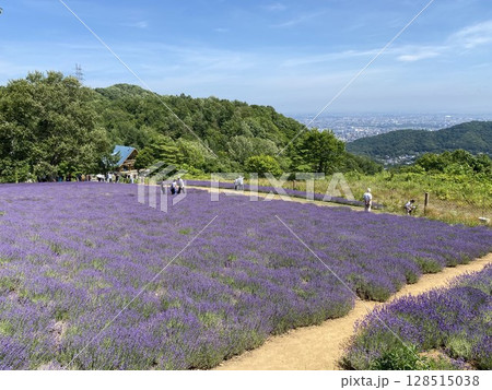 札幌市幌見峠のラベンダー園7月満開 128515038