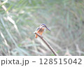 餌を探しているカワセミ (Kingfisher) 128515042