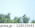 遠くでたたずむオナガ (A azure-winged magpie ) 128515043