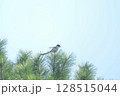 強い風にたえる小鳥 (A small bird enduring strong winds.) 128515044
