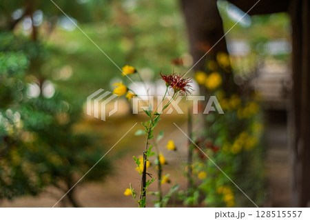 嵯峨天皇が愛でられたという伝承を持つ格式高い京都大覚寺に咲く嵯峨菊を撮影 128515557