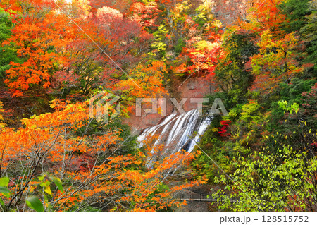 【茨城県】袋田の滝の紅葉 128515752