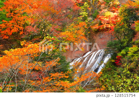 【茨城県】袋田の滝の紅葉 128515754