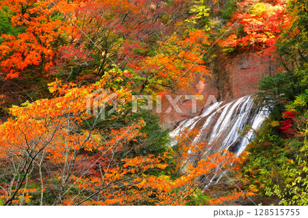 【茨城県】袋田の滝の紅葉 128515755