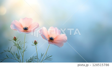 Soft Pink Flowers with Green Buds against a Gentle Blue Blurred Background 128515786
