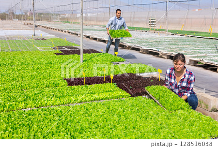 Woman farmer hollding seedling box. Young people working in vegetable cultivation greenhouse Woman farmer hollding seedling box. Young people working in vegetable cultivation greenhouse 128516038