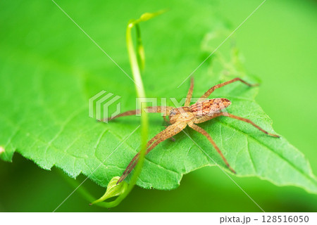 葉の上で獲物を待つクモ 128516050