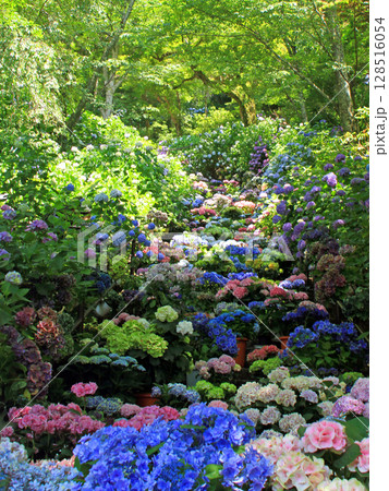 長谷寺のあじさい回廊 128516054