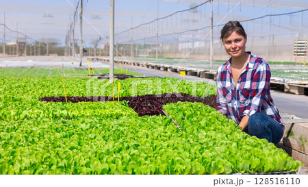 Scilled positive young woman working with nursery trays sprouts at greenhouse Scilled positive young woman working with nursery trays sprouts at greenhouse 128516110