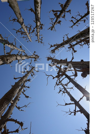 青空に伸びる木 128517267