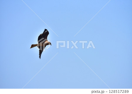 春、青空を飛ぶハヤブサ 128517289