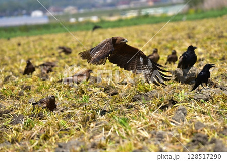農作業に集まる野鳥 128517290