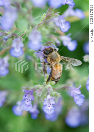 花の蜜を吸うミツバチ 128517813
