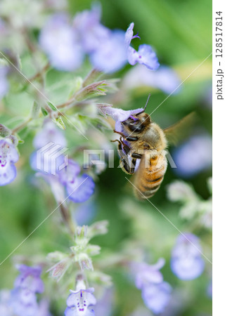 パドリングしながら一生懸命花の蜜を吸うミツバチ パドリングしながら一生懸命花の蜜を吸うミツバチ 128517814