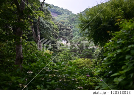 山の緑あふれる大自然の風景 128518018