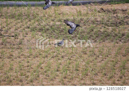 田んぼに落ち穂などの餌を食べにきた鳩 128518027