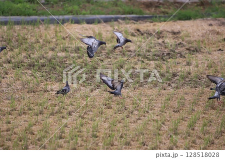 田んぼに落ち穂などの餌を食べにきた鳩 田んぼに落ち穂などの餌を食べにきた鳩 128518028