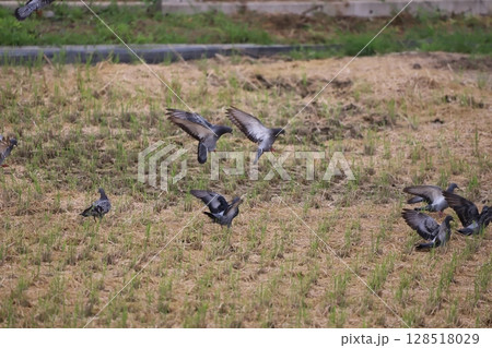 田んぼに落ち穂などの餌を食べにきた鳩 田んぼに落ち穂などの餌を食べにきた鳩 128518029