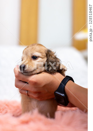 カニンヘンダックスの仔犬　1ヶ月半の仔犬 128518467