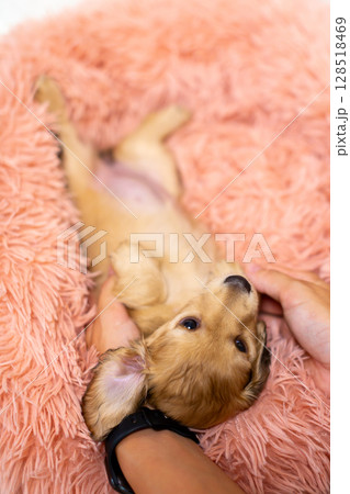 カニンヘンダックスの仔犬　1ヶ月半の仔犬 128518469