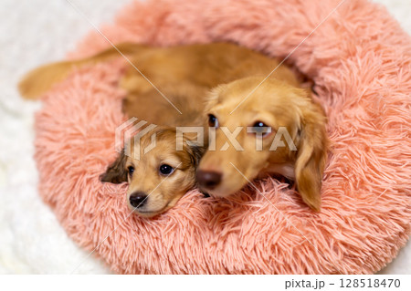 カニンヘンダックス親子　1ヶ月半の仔犬 128518470