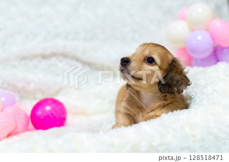 カニンヘンダックスの仔犬 1ヶ月半の仔犬 カニンヘンダックスの仔犬 1ヶ月半の仔犬 128518471