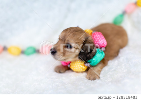 カニンヘンダックスの仔犬　1ヶ月の仔犬 128518483