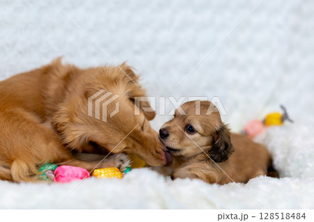 カニンヘンダックスの親子　1ヶ月の仔犬 128518484