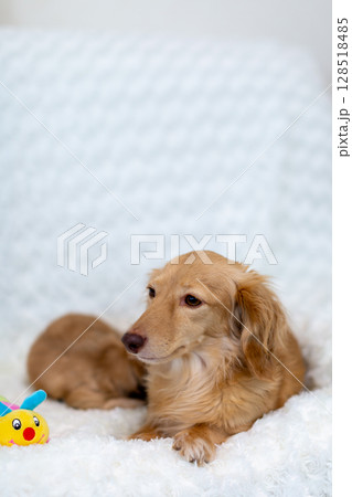 カニンヘンダックスの親子　1ヶ月の仔犬 128518485