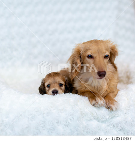 カニンヘンダックスの親子　1ヶ月の仔犬 128518487