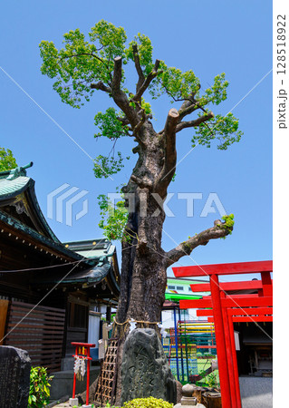 東京都葛飾区　五方山　立石熊野神社　ご神木（夫婦楠）　安倍晴明縁りの神社 128518922