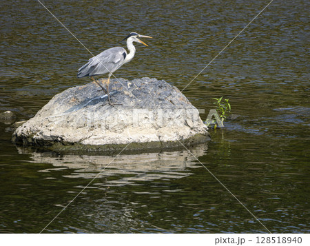 口を開けて叫ぶアオサギ 128518940