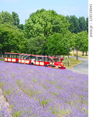 北海道の絶景 サッポロさとらんどのラベンダー畑とSLバス 北海道の絶景 サッポロさとらんどのラベンダー畑とSLバス 128519041