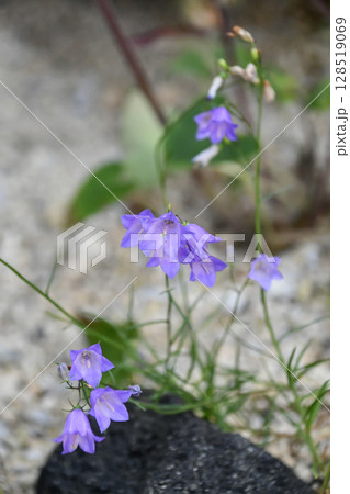 イトシャジン　Harebell 128519069