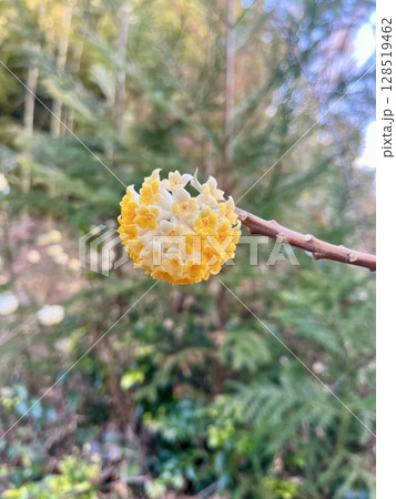 ミツマタの花 ミツマタの花 128519462