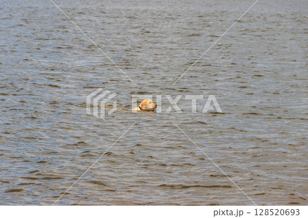 Cute labrador retriever puppy swimming in a river 128520693